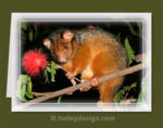 Common Ringtail Possum

















