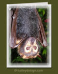 Spectacled Flying-fox


















