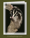 Striped Possum

















