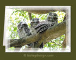 Tawny Frogmouths


















