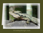 Eastern Water Dragon

















