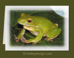 White-lipped Treefrog


















