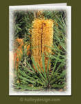 Banksia












