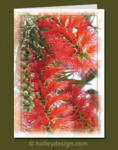 Bottlebrush










