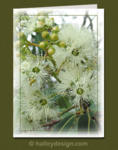 Eucalypt












