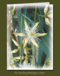 Eucalyptus Tereticornis










