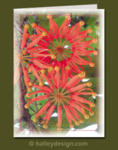 Firewheel Tree










