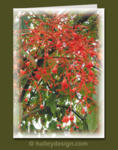 Flame Tree










