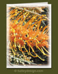 Grevillea










