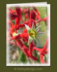 Kangaroo Paw












