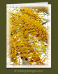 Silky Oak












