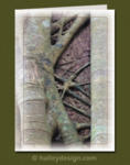 Strangler Fig












