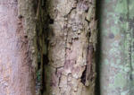 Rainforest Trees, Eungella National Park, Central Queensland