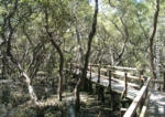 Mangrove Boardwalk, Manly, South-east Queensland