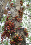 Cluster Fig