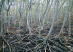 Mangroves, Nudgee Beach, South-east Queensland