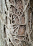 Strangler Fig, Eungella National Park, Central Queensland