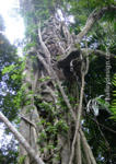 Strangler Fig, Mt Tamborine, South-east Queensland