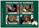 Flying-foxes of Australia













