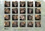 Spectacled Flying-fox Orphans













